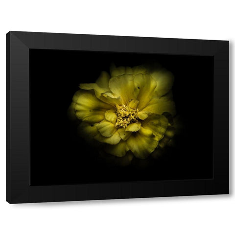 Backyard Flowers Yellow 41 Black Modern Wood Framed Art Print with Double Matting by Carson, Brian