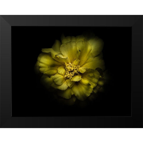 Backyard Flowers Yellow 41 Black Modern Wood Framed Art Print by Carson, Brian