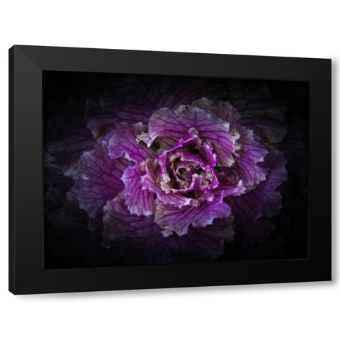 Backyard Flowers Purple 42 Black Modern Wood Framed Art Print with Double Matting by Carson, Brian