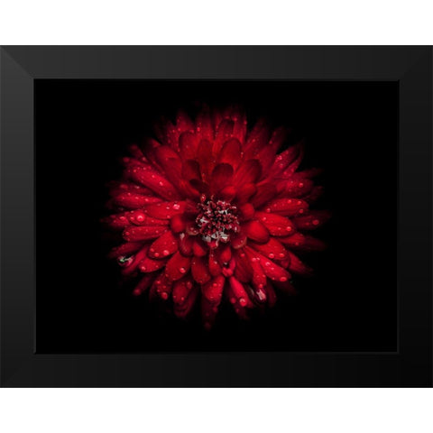 Backyard Flowers Red 45 Black Modern Wood Framed Art Print by Carson, Brian