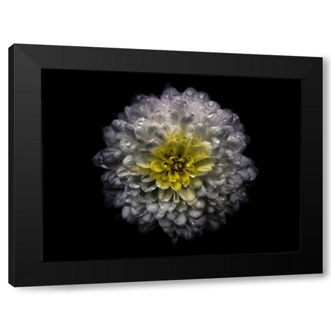 Backyard Flowers White 46 Black Modern Wood Framed Art Print by Carson, Brian