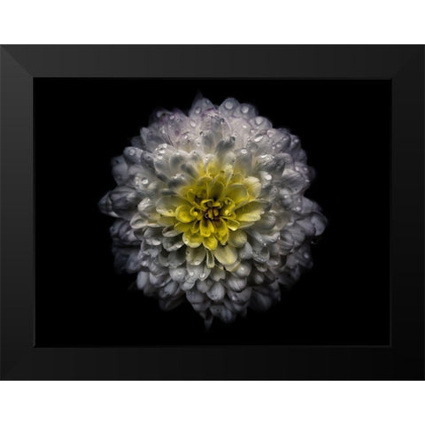 Backyard Flowers White 46 Black Modern Wood Framed Art Print by Carson, Brian