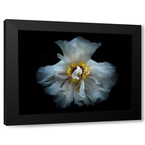 Backyard Flowers White 49 Black Modern Wood Framed Art Print with Double Matting by Carson, Brian