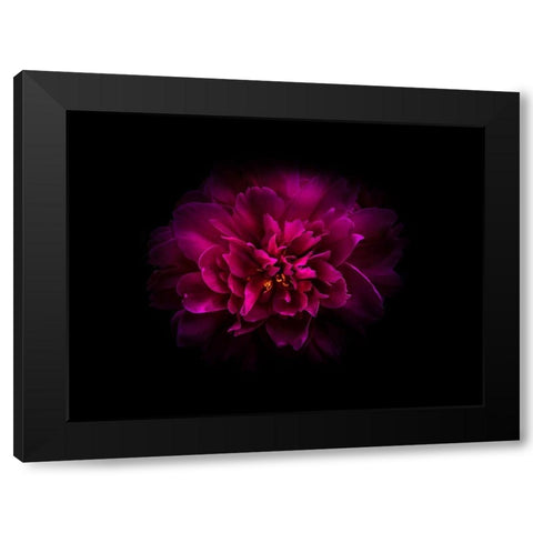Backyard Flowers Purple 55 Black Modern Wood Framed Art Print with Double Matting by Carson, Brian