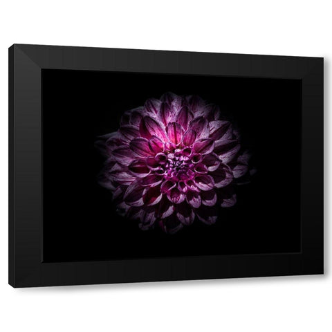 Backyard Flowers Purple 57 Black Modern Wood Framed Art Print by Carson, Brian