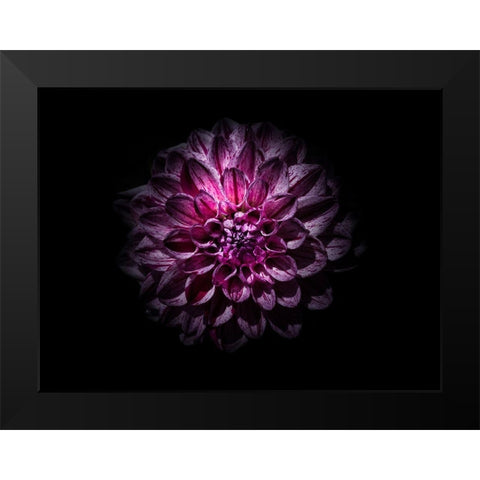 Backyard Flowers Purple 57 Black Modern Wood Framed Art Print by Carson, Brian