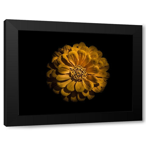 Backyard Flowers Gold 58 Black Modern Wood Framed Art Print by Carson, Brian
