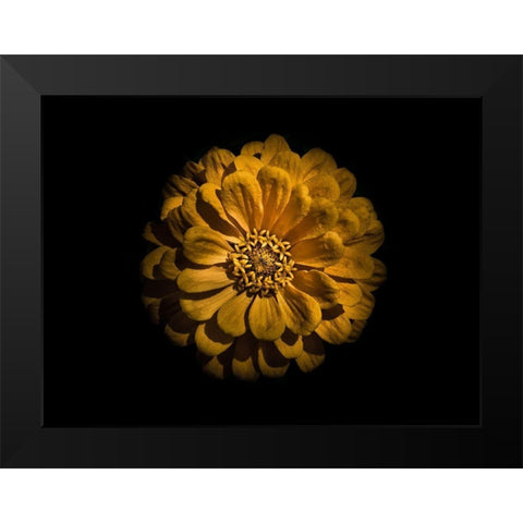 Backyard Flowers Gold 58 Black Modern Wood Framed Art Print by Carson, Brian
