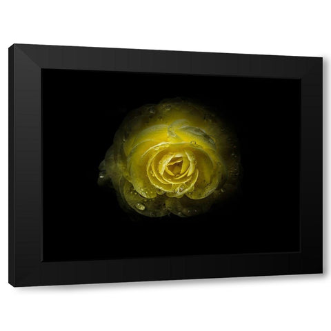 Backyard Flowers Yellow 64 Black Modern Wood Framed Art Print with Double Matting by Carson, Brian
