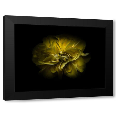 Backyard Flowers Yellow 67 Black Modern Wood Framed Art Print with Double Matting by Carson, Brian