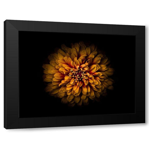 Backyard Flowers Gold 68 Black Modern Wood Framed Art Print by Carson, Brian