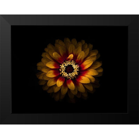 Backyard Flowers Gold 69 Black Modern Wood Framed Art Print by Carson, Brian