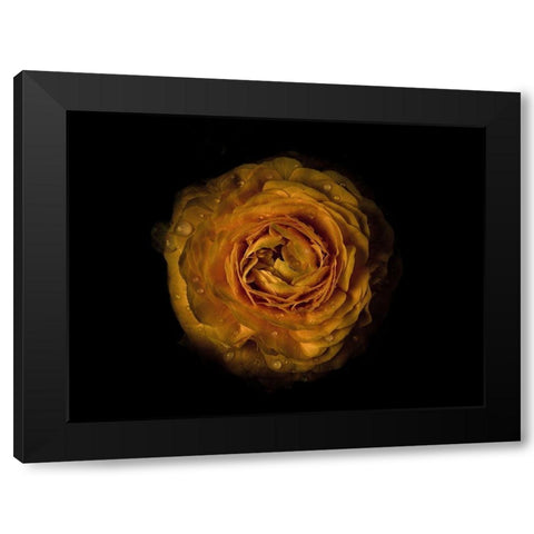 Backyard Flowers Gold 73 Black Modern Wood Framed Art Print by Carson, Brian