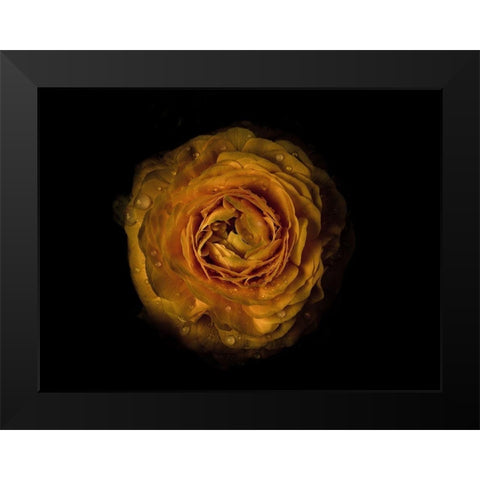 Backyard Flowers Gold 73 Black Modern Wood Framed Art Print by Carson, Brian