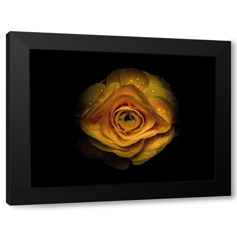 Backyard Flowers Gold 74 Black Modern Wood Framed Art Print with Double Matting by Carson, Brian