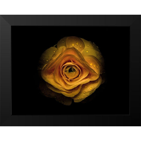 Backyard Flowers Gold 74 Black Modern Wood Framed Art Print by Carson, Brian
