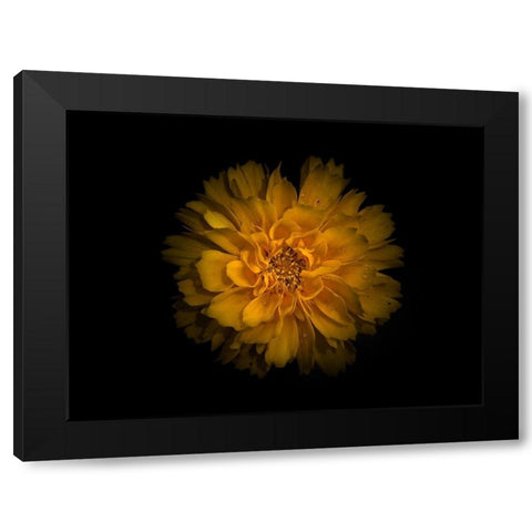 Backyard Flowers Gold 79 Black Modern Wood Framed Art Print by Carson, Brian