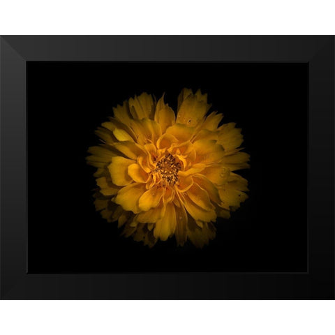 Backyard Flowers Gold 79 Black Modern Wood Framed Art Print by Carson, Brian