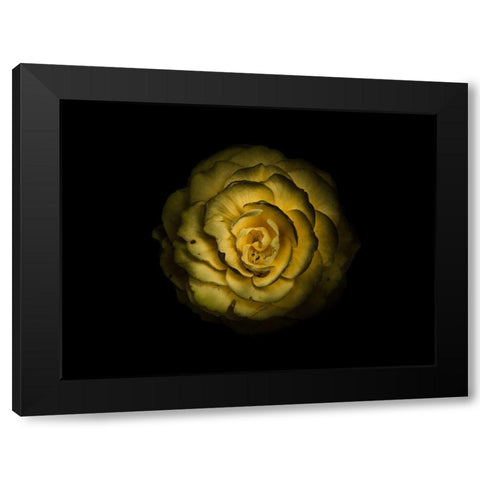 Backyard Flowers Yellow 85 Black Modern Wood Framed Art Print by Carson, Brian