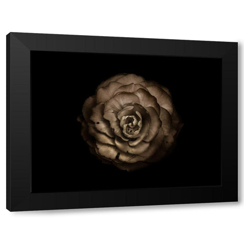 Backyard Flowers Beige 85 Black Modern Wood Framed Art Print by Carson, Brian
