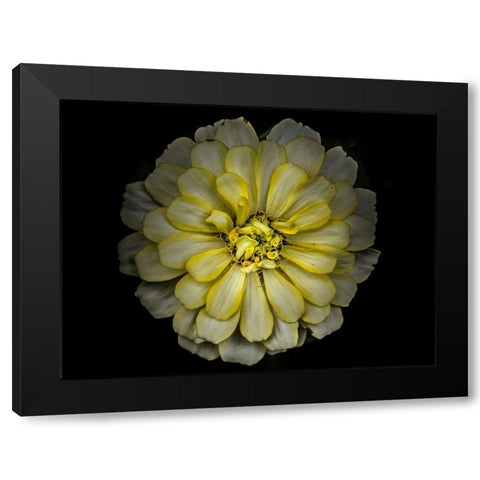 Backyard Flowers Yellow 86 Black Modern Wood Framed Art Print with Double Matting by Carson, Brian