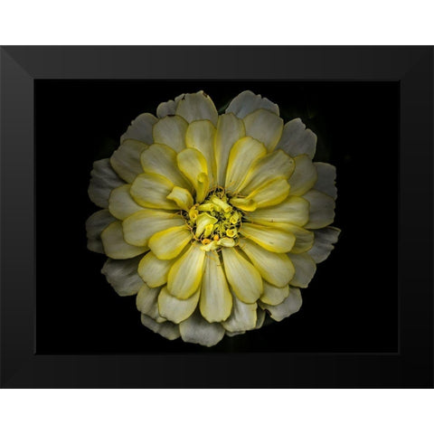 Backyard Flowers Yellow 86 Black Modern Wood Framed Art Print by Carson, Brian