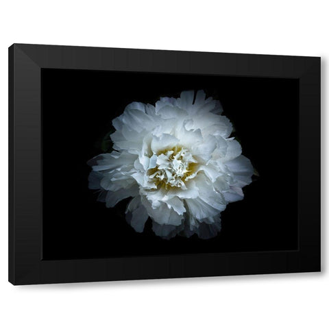 Backyard Flowers White 90 Black Modern Wood Framed Art Print with Double Matting by Carson, Brian