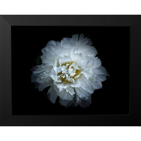 Backyard Flowers White 90 Black Modern Wood Framed Art Print by Carson, Brian