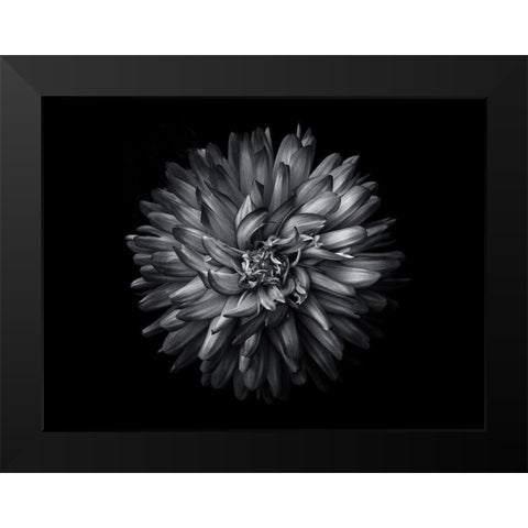 Backyard Flowers Black and White 20 Black Modern Wood Framed Art Print by Carson, Brian