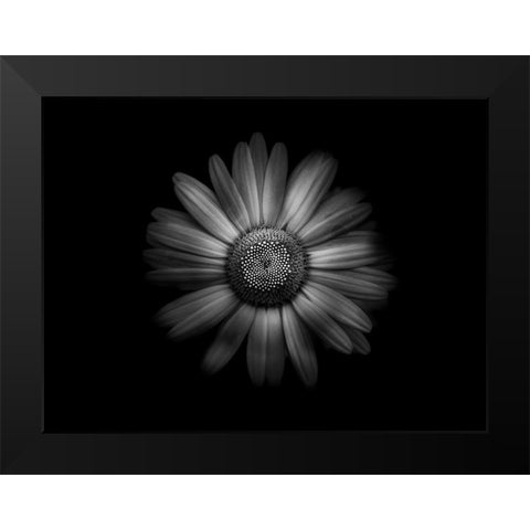 Backyard Flowers Black and White 31 Black Modern Wood Framed Art Print by Carson, Brian