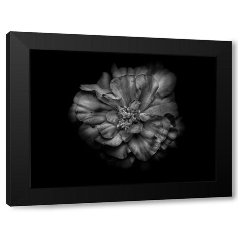 Backyard Flowers Black and White 41 Black Modern Wood Framed Art Print with Double Matting by Carson, Brian