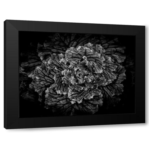 Backyard Flowers Black and White 42 Black Modern Wood Framed Art Print with Double Matting by Carson, Brian