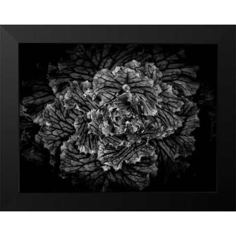 Backyard Flowers Black and White 42 Black Modern Wood Framed Art Print by Carson, Brian