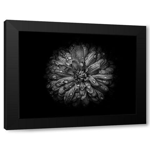 Backyard Flowers Black and White 44 Black Modern Wood Framed Art Print by Carson, Brian