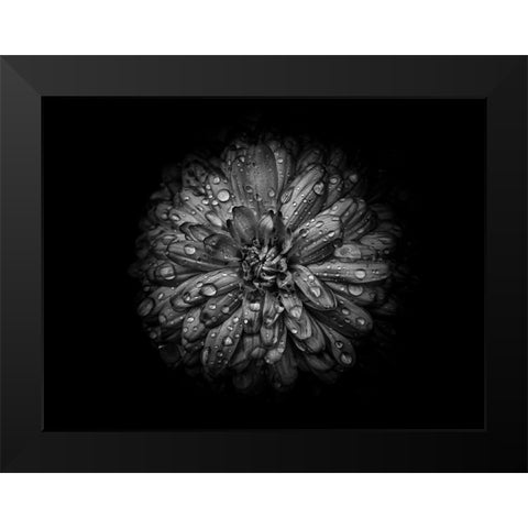Backyard Flowers Black and White 44 Black Modern Wood Framed Art Print by Carson, Brian