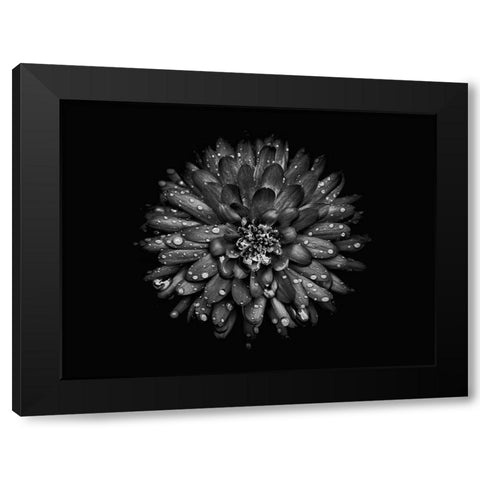 Backyard Flowers Black and White 45 Black Modern Wood Framed Art Print by Carson, Brian