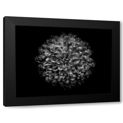 Backyard Flowers Black and White 46 Black Modern Wood Framed Art Print by Carson, Brian
