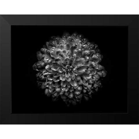 Backyard Flowers Black and White 46 Black Modern Wood Framed Art Print by Carson, Brian