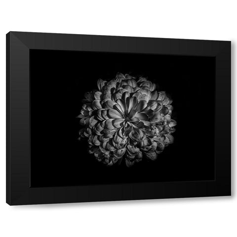 Backyard Flowers Black and White 48 Black Modern Wood Framed Art Print with Double Matting by Carson, Brian