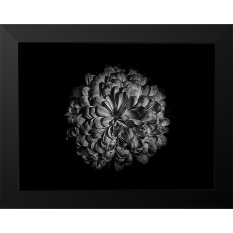 Backyard Flowers Black and White 48 Black Modern Wood Framed Art Print by Carson, Brian