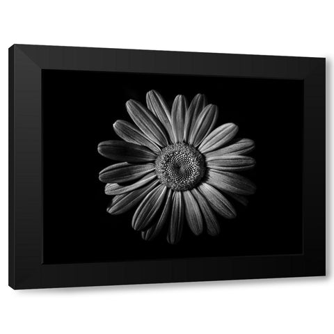 Backyard Flowers Black and White 52 Black Modern Wood Framed Art Print by Carson, Brian