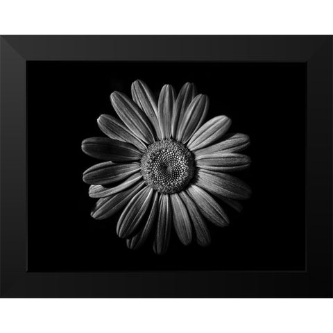Backyard Flowers Black and White 52 Black Modern Wood Framed Art Print by Carson, Brian