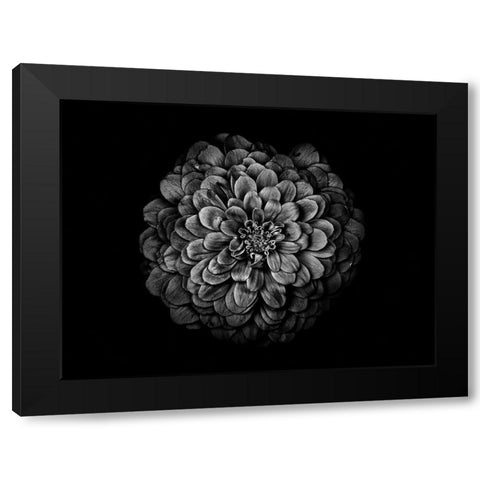 Backyard Flowers Black and White 54 Black Modern Wood Framed Art Print with Double Matting by Carson, Brian
