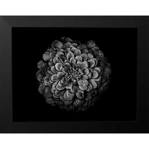Backyard Flowers Black and White 54 Black Modern Wood Framed Art Print by Carson, Brian