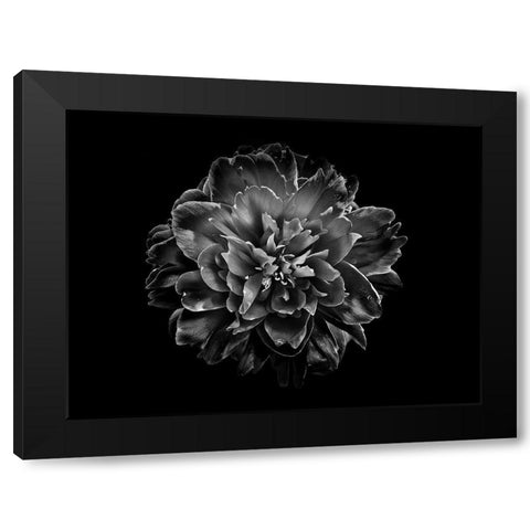 Backyard Flowers Black and White 55 Black Modern Wood Framed Art Print with Double Matting by Carson, Brian