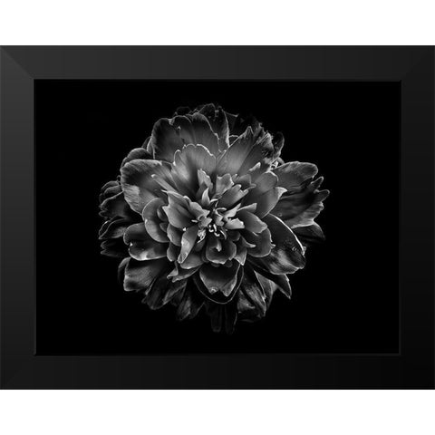 Backyard Flowers Black and White 55 Black Modern Wood Framed Art Print by Carson, Brian