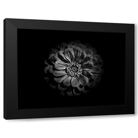 Backyard Flowers Black and White 58 Black Modern Wood Framed Art Print by Carson, Brian