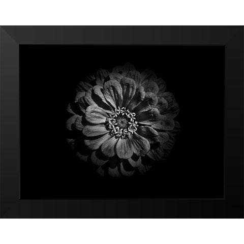 Backyard Flowers Black and White 58 Black Modern Wood Framed Art Print by Carson, Brian