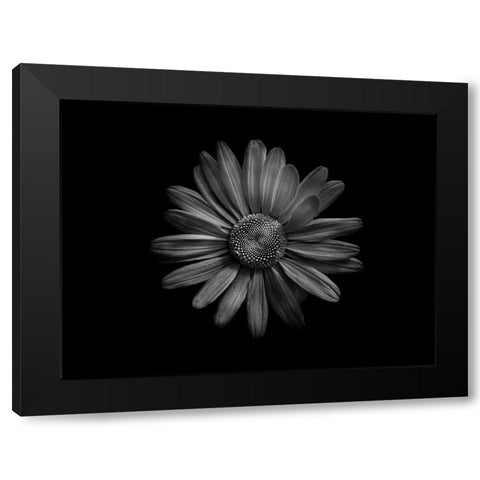 Backyard Flowers Black and White 60 Black Modern Wood Framed Art Print by Carson, Brian