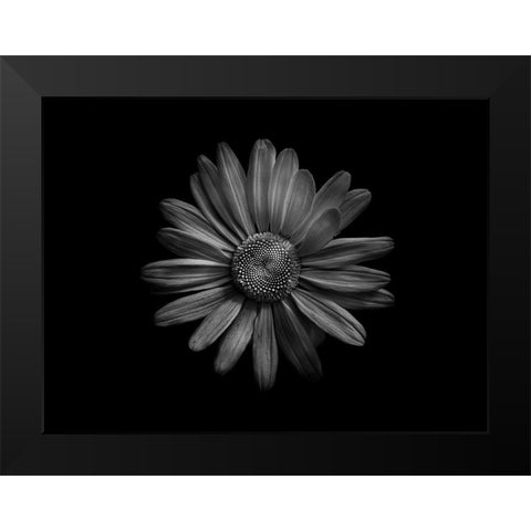 Backyard Flowers Black and White 60 Black Modern Wood Framed Art Print by Carson, Brian